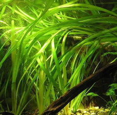 Closeup of live Vallisneria gigantea in an exhibit