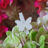 Mini knijpers voor je bruiloft met witte vlinders | Knijpertjes