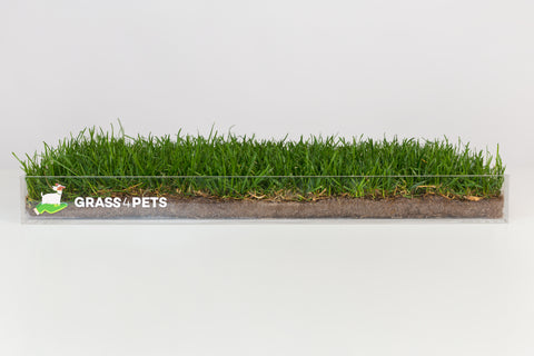 grass4pets-animais-relva-natural-grass-dogs-faqs-beneficios