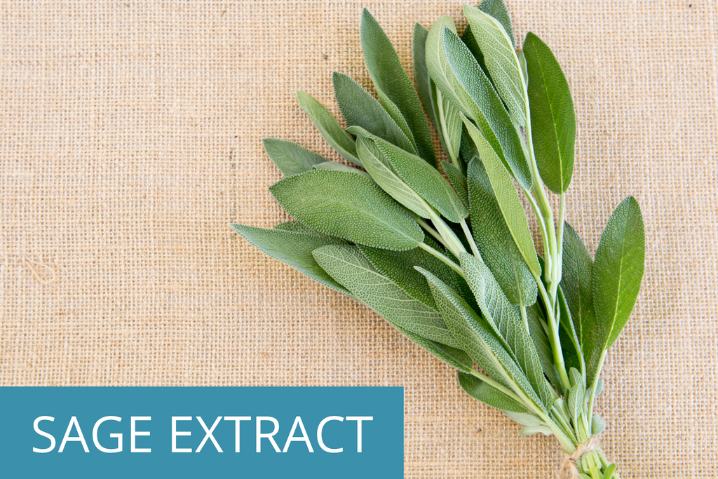 fresh bundle of sage leaves; you'll find natural sage extract in TEENOLOGY shampoo for optimal hair and skin health