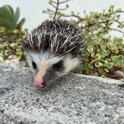 Hedgehogs Need Space