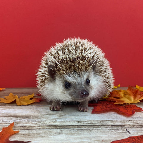 Hedgehogs Don't Need Roommates