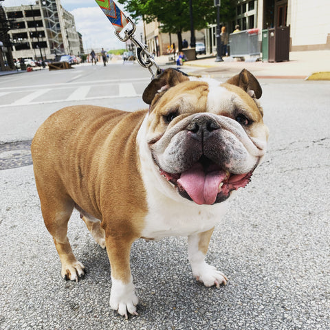 Lula the bulldog on the street in downtown Springfield Illinois