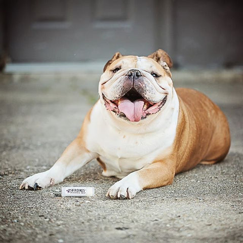 brown and white bulldog smiling at the camera with a tube of Serious Lip Balm Smooshface balm near her paws.