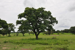 An African Shea Tree stands grandly in the lanscape