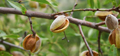 almond nuts hanging on a tree