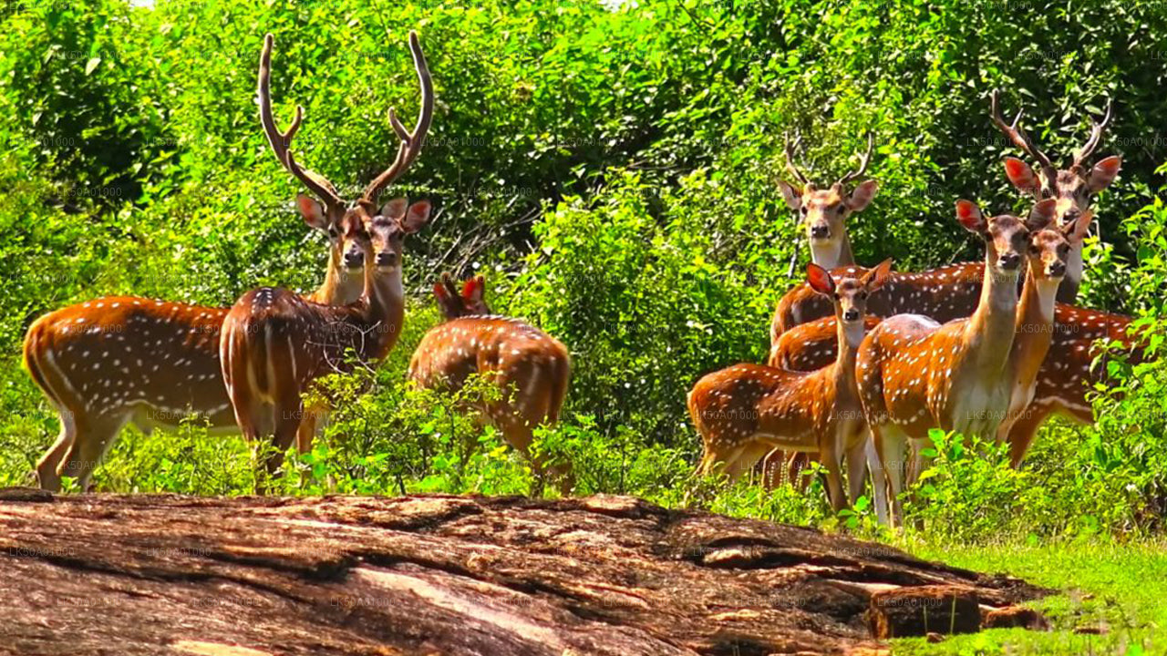 Олень шри ланки 5. Парк Удавалаве Шри-Ланка. Сафари парк Шри Ланка. Национальный парк Удавалаве. Уда валеве национальный парк в Шри Ланке.
