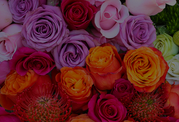 24 Rose Colors Meanings: Ultimate Guide to Shades + Symbolism