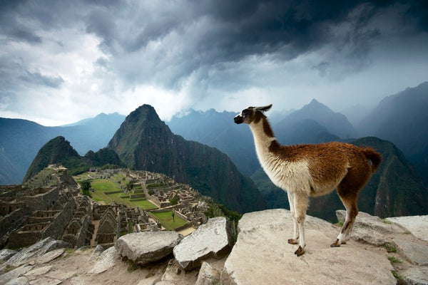 Explore Machu Picchu, wonder of the world with a Peru running holiday