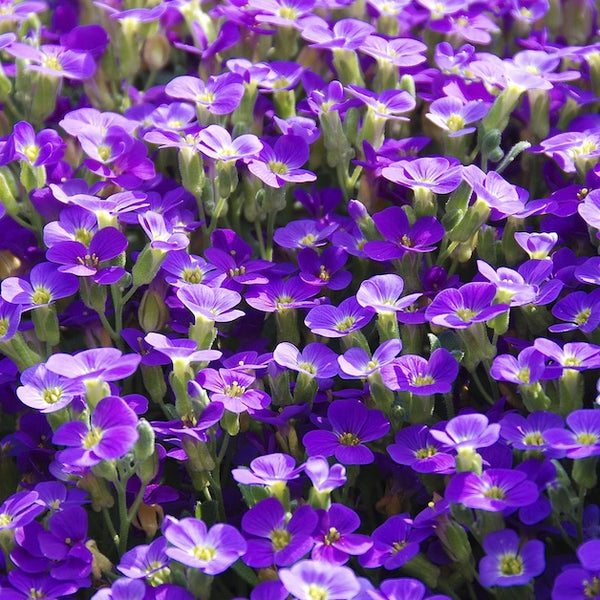 February Birth Flower - Violet – Lucy's Florist