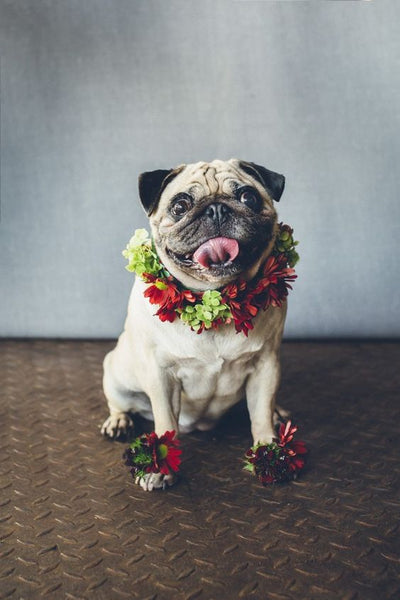 pug with flowers