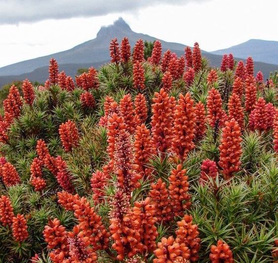 Tasmanian wildflowers