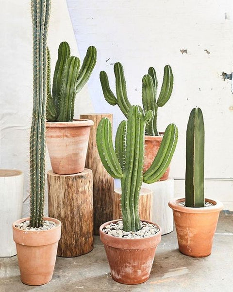 cacti