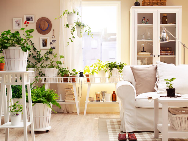 flowers and plants in living room