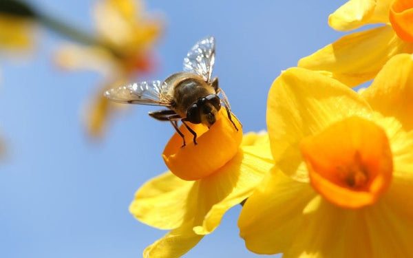 daffodils