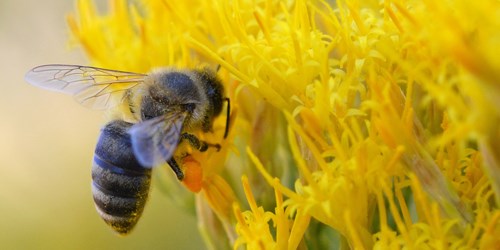 bee on flower