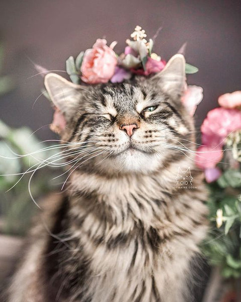 cat with flowers 