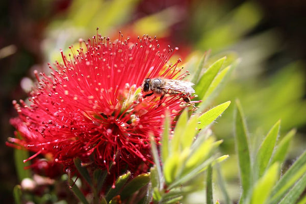 bottlebrush