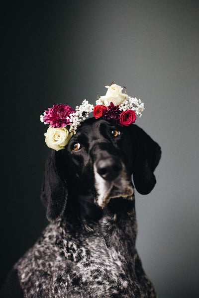 dog with flowers