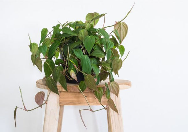 Philodendron scandens