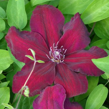 clematis meghan