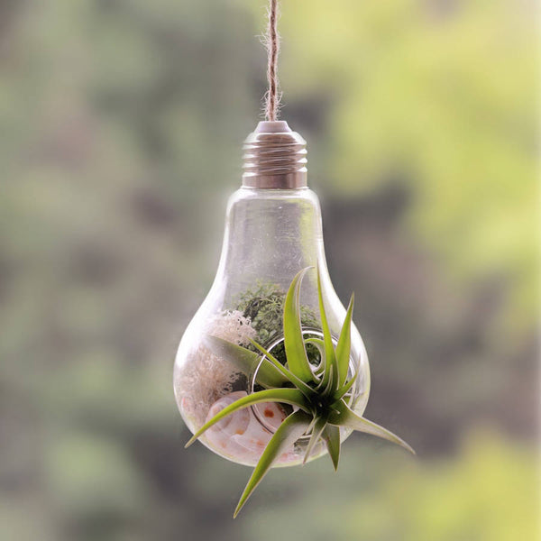 light bulb terrarium