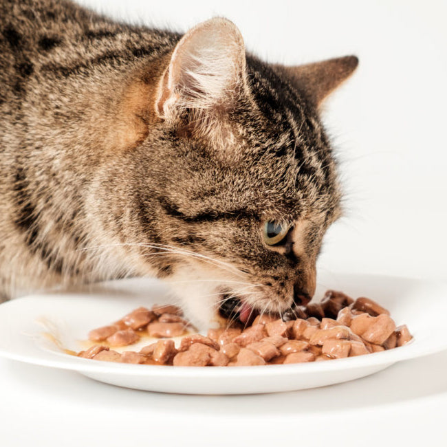 ALIMENTAZIONE GATTO