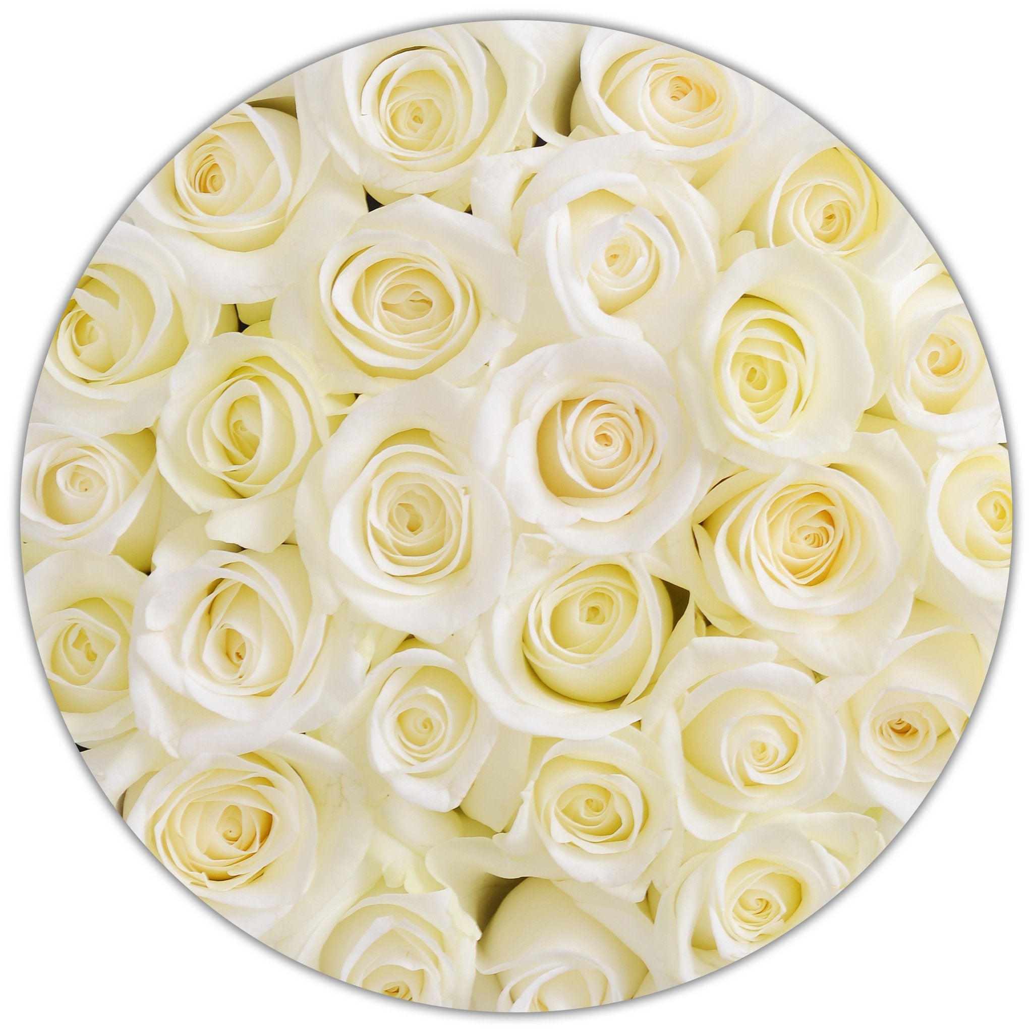 Aranjament floral cu trandafiri naturali albi în cutie mică alba