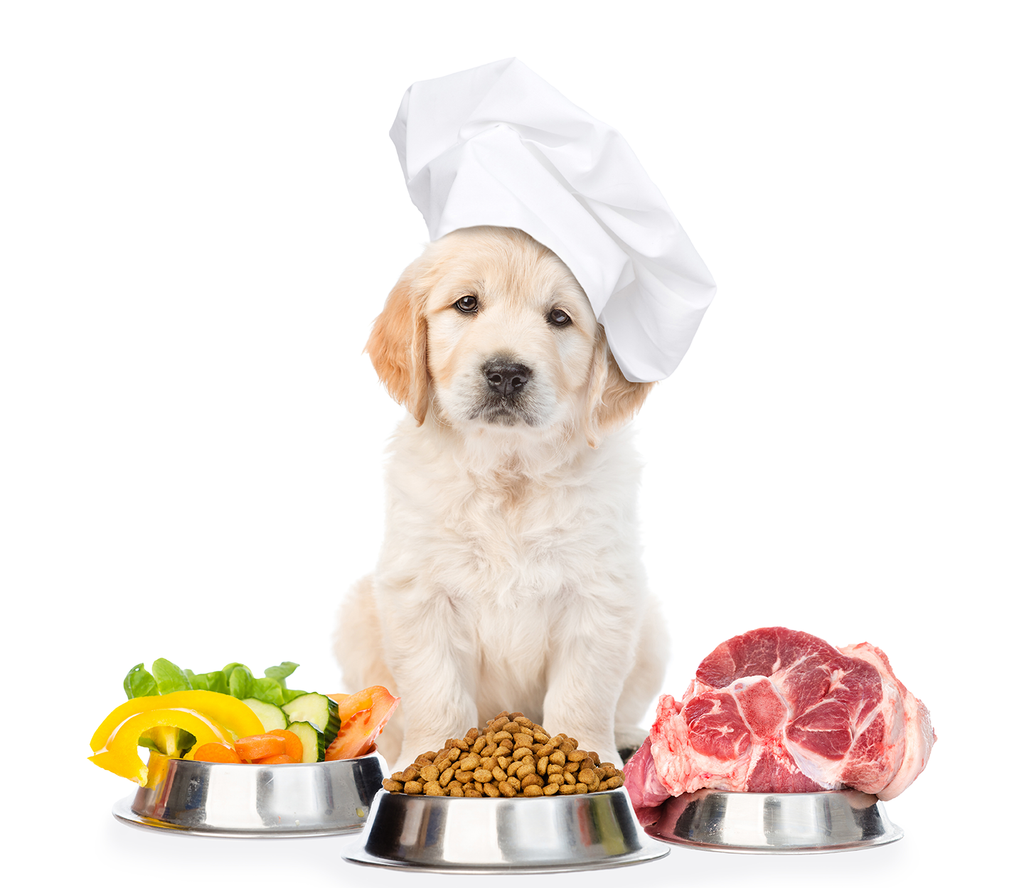 Organic Dog Food vs Meat-Based Diets (New Resarch) 2018