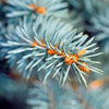 Blue Spruce