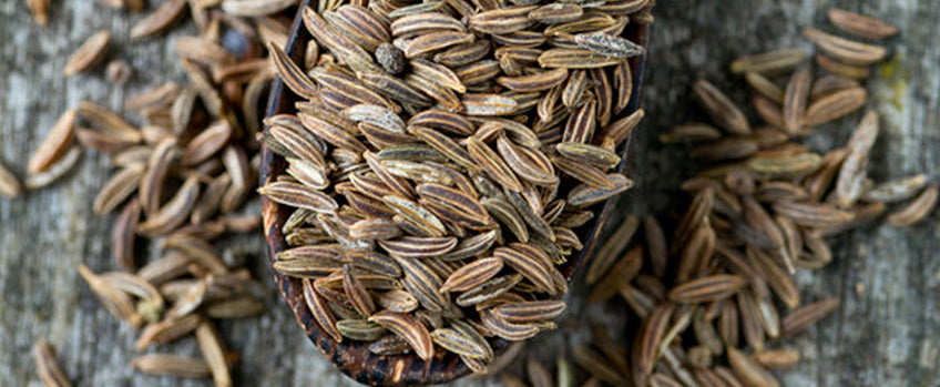 Growing Cumin