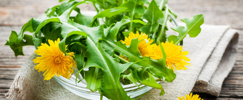 Growing Dandelion