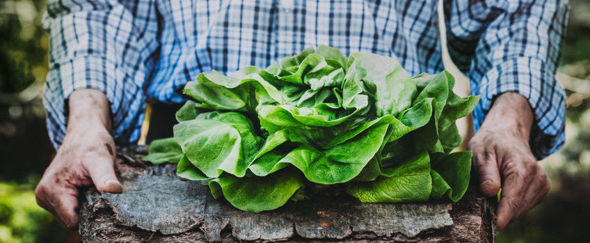 How To Grow Lettuce