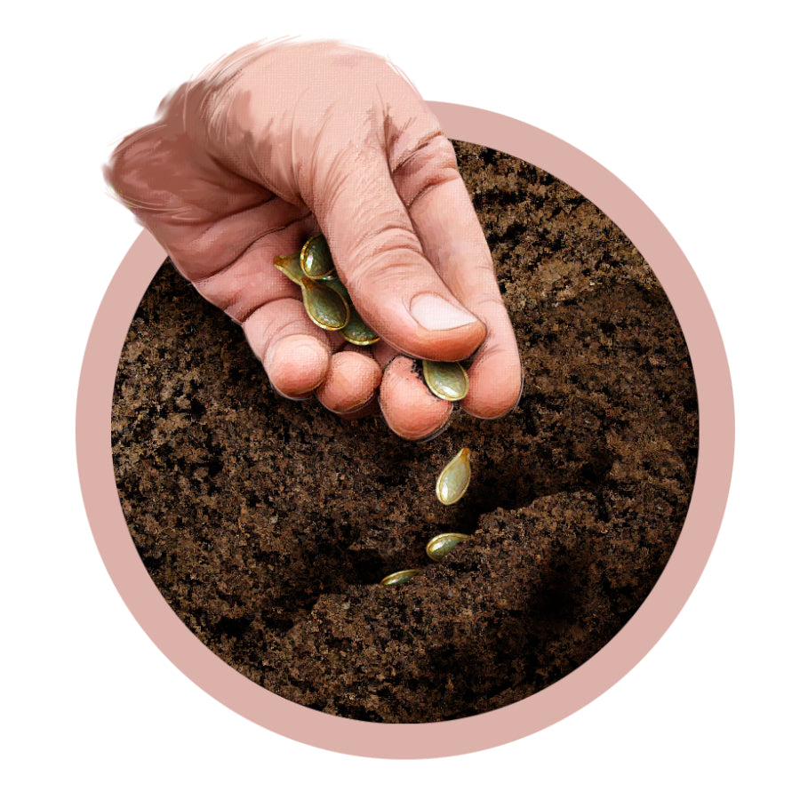 Pink Baby's Breath Seeds For Planting (Gypsophila elegans) – Seed Needs LLC