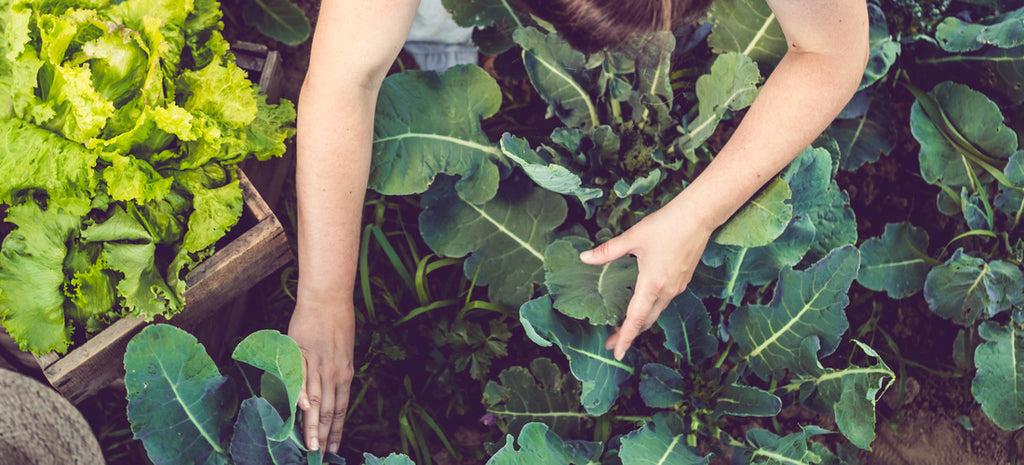 gardening greens from late season veggie garden