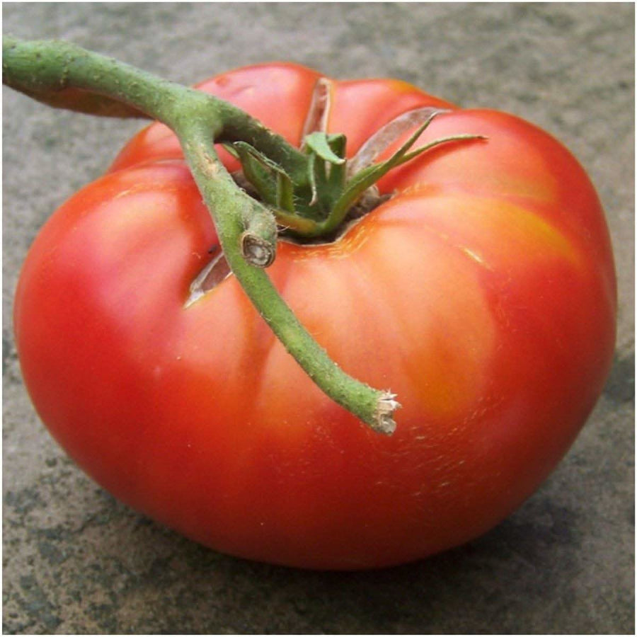 Red Brandywine Tomato Seeds (Solanum lycopersicum) - Seed ...