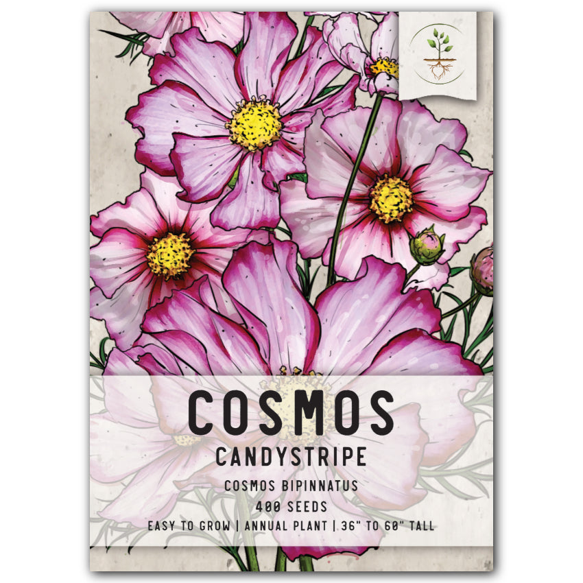 Candystripe Cosmos Seeds For Planting (Cosmos bipinnatus) – Seed Needs LLC
