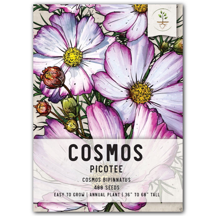 Picotee Cosmos Seeds For Planting (Cosmos bipinnatus) – Seed Needs LLC