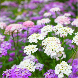 candytuft iberis