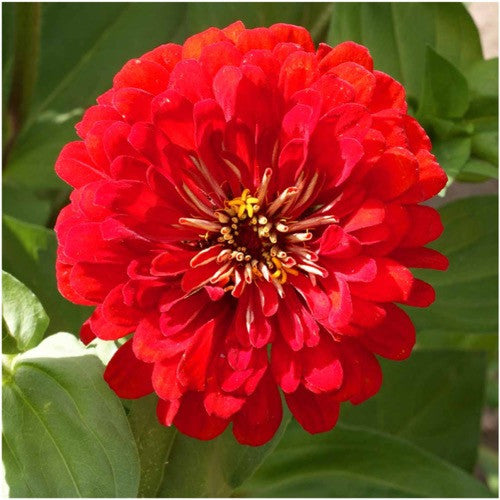 Cherry Queen Zinnia Seeds (Zinnia elegans) - Seed Needs