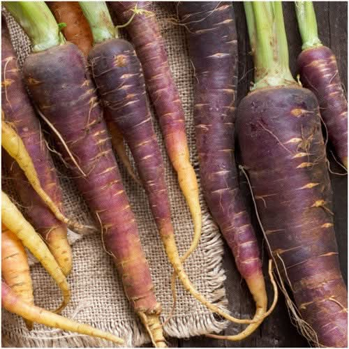 cosmic purple carrot