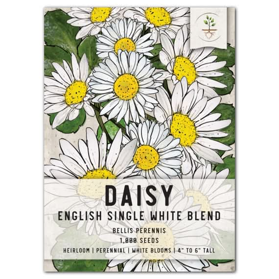 White English Daisy Seeds For Planting (Bellis perennis)