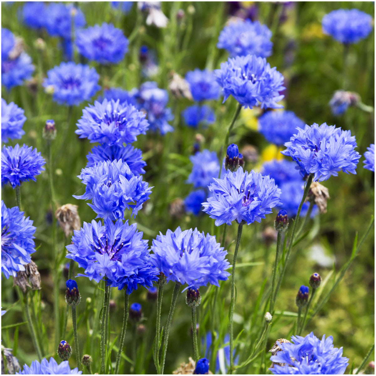 Василек синий (Centaurea cyanus)