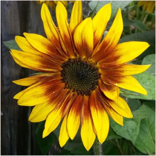 Firecracker Sunflower Seeds (Helianthus annuus)