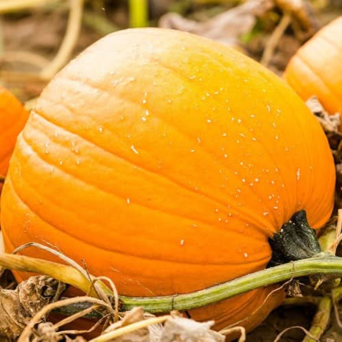 Jack O Lantern Pumpkin Seeds For Planting Cucurbita Pepo Seed Needs Llc