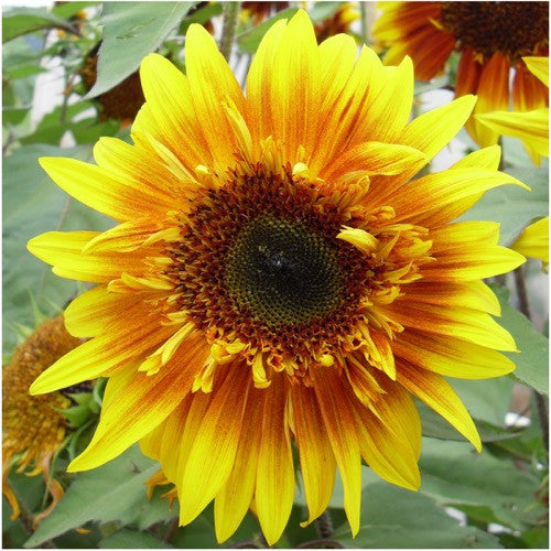Joker Sunflower Seeds (Helianthus annuus) – Seed Needs LLC