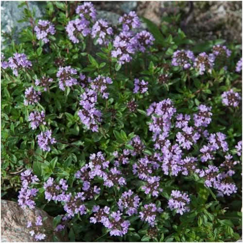 mother of thyme between produce garden beds