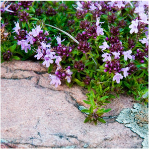 mother of thyme next to other fflowers