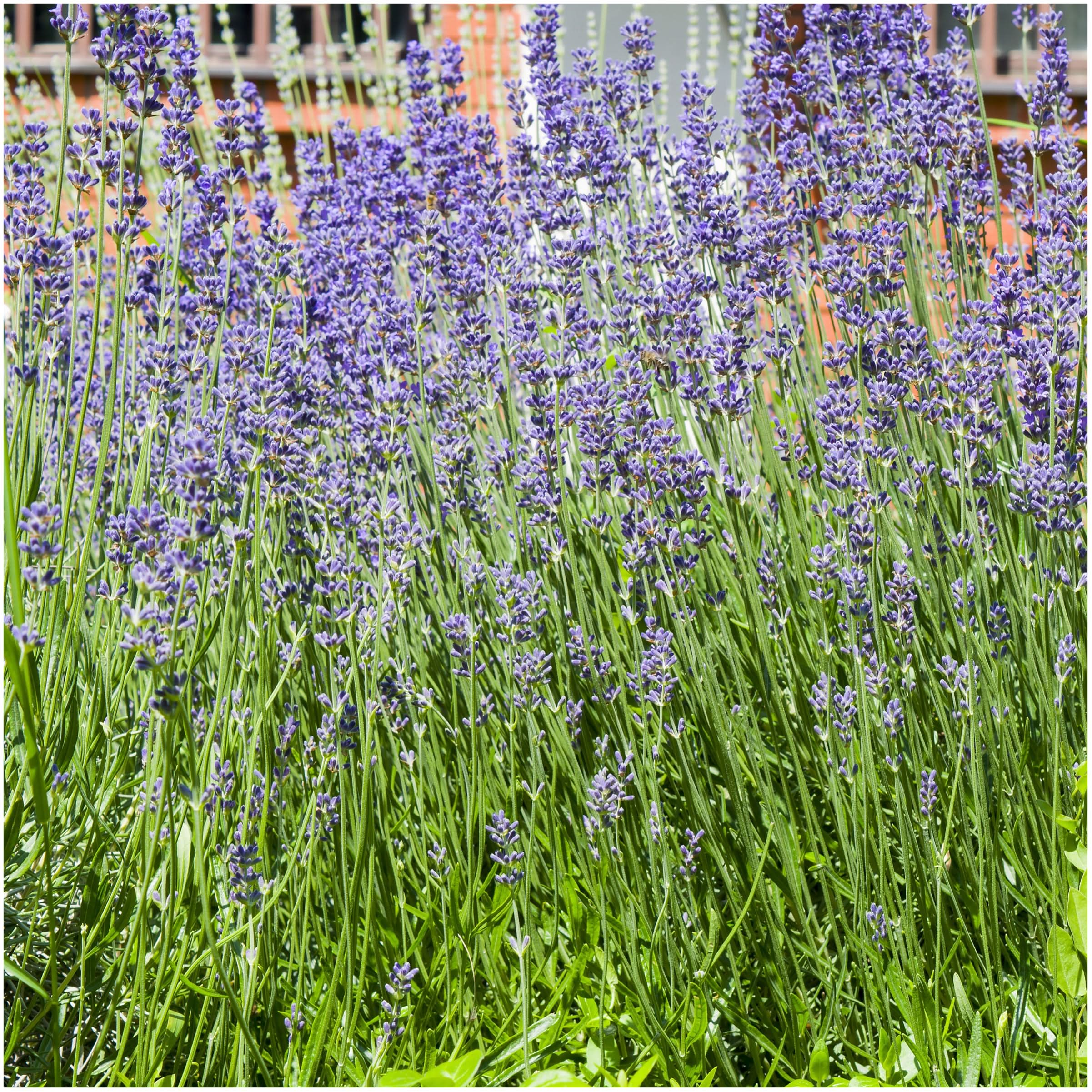 Munstead-Essential Oil Lavendula angustifolia