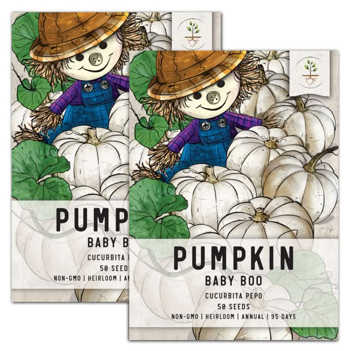 Baby Boo Pumpkin Seeds For Planting (Cucurbita pepo)